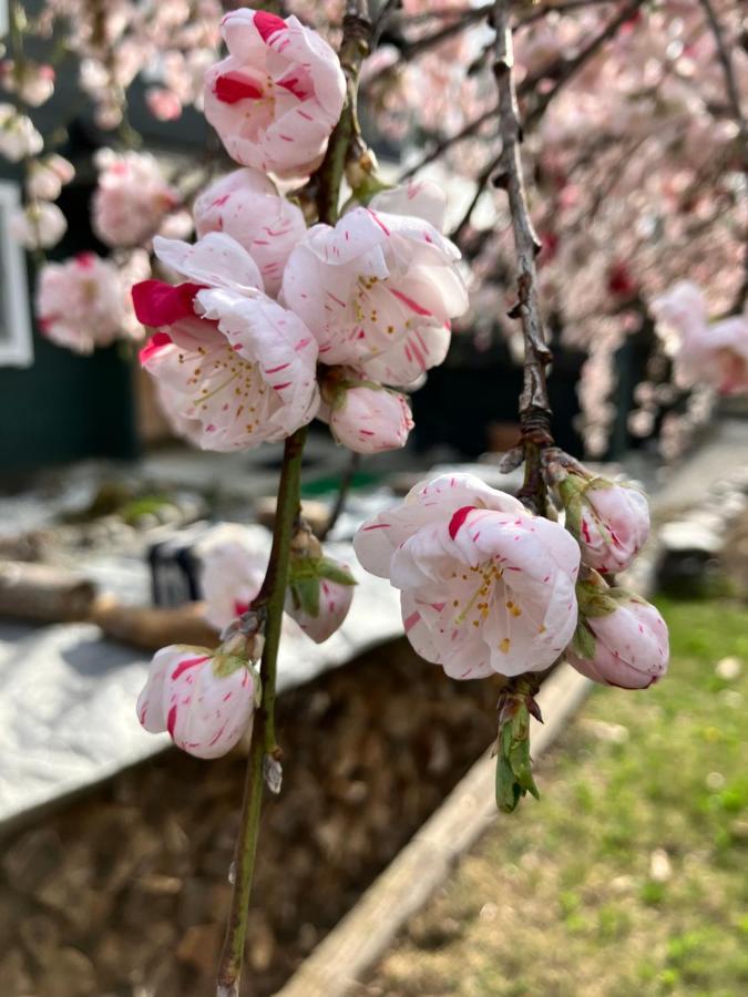 Julian'S English Homestay And Pension Fujimi Buitenkant foto